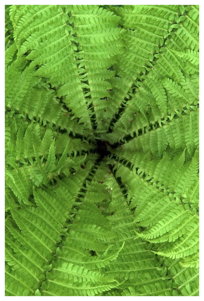 Ostrich Fern fronds, Netherlands-Paper Art-42"x62"