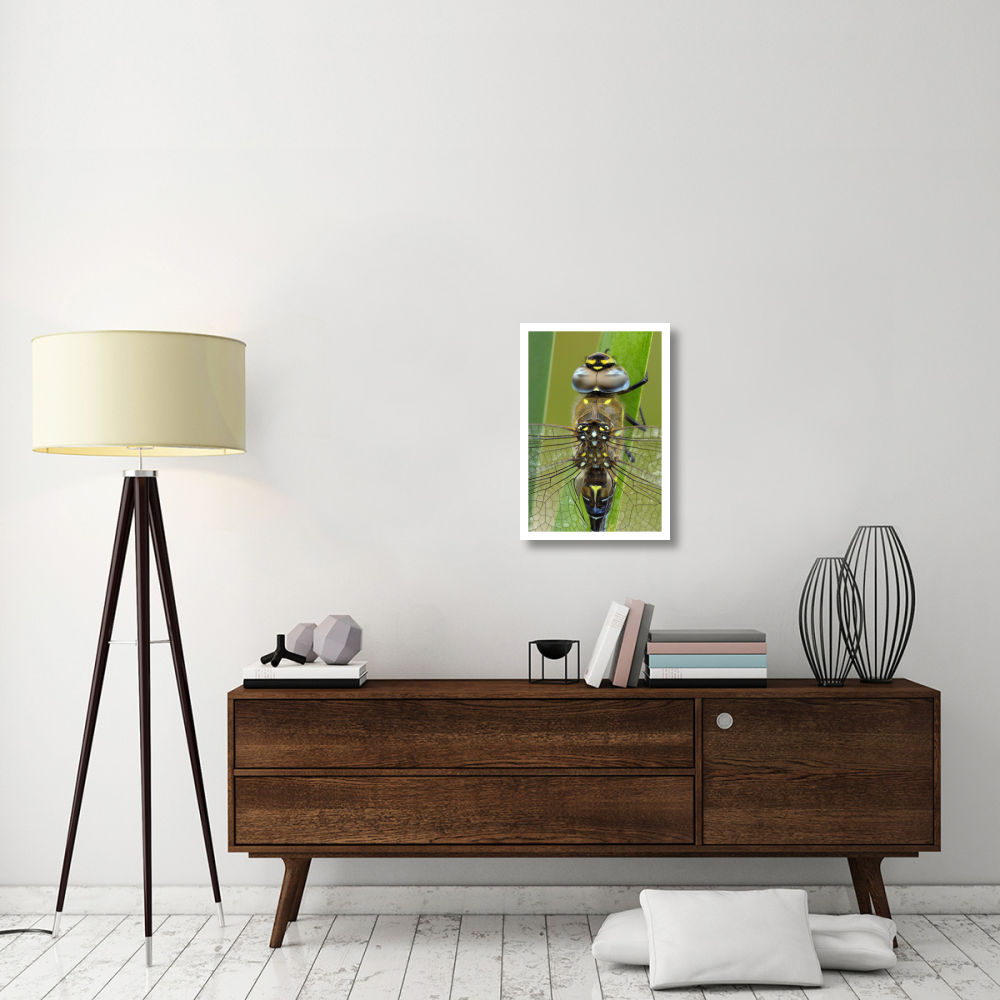 Migrant Hawker Dragonfly, Belgium-Paper Art-18&quotx26"