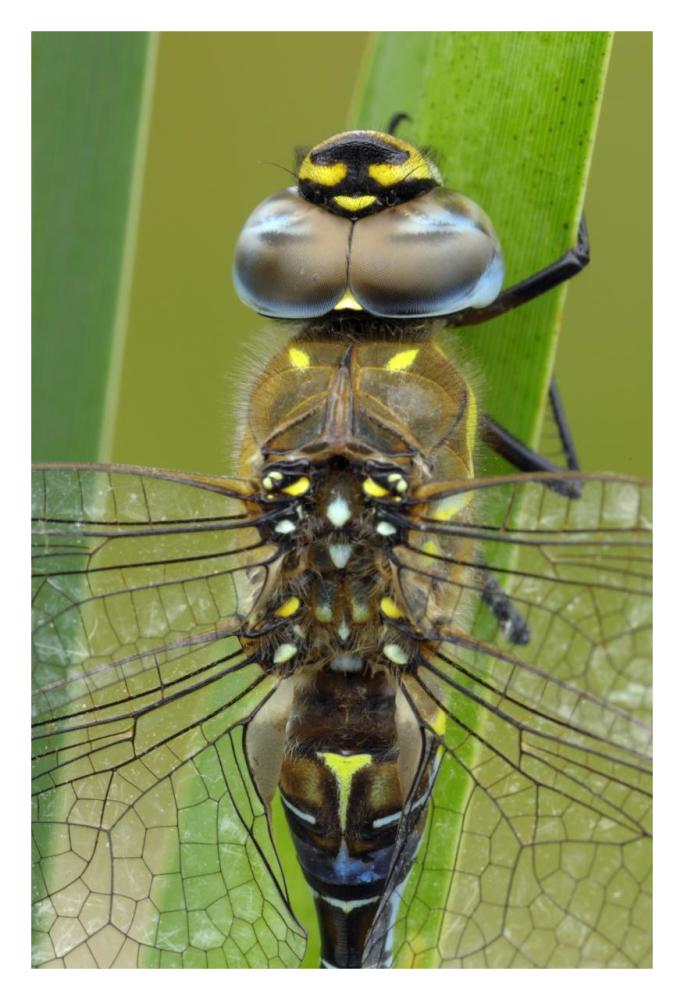 Migrant Hawker Dragonfly, Belgium-Paper Art-22"x32"