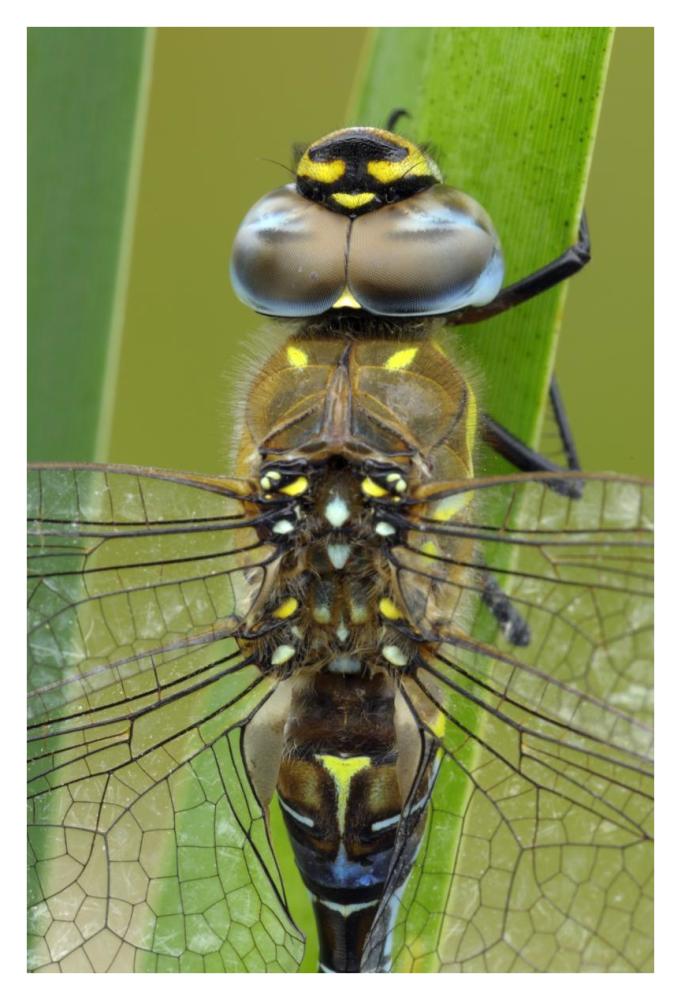 Migrant Hawker Dragonfly, Belgium-Paper Art-26"x38"