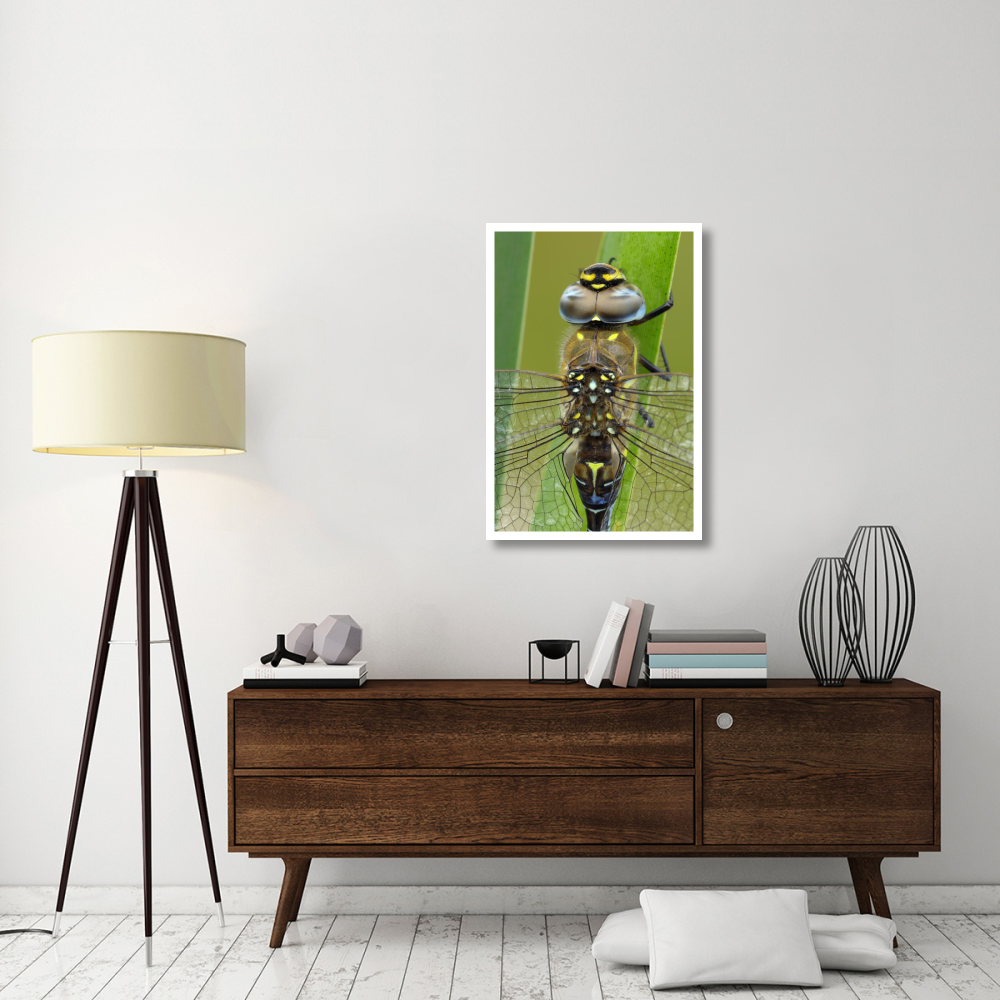 Migrant Hawker Dragonfly, Belgium-Paper Art-26&quotx38"