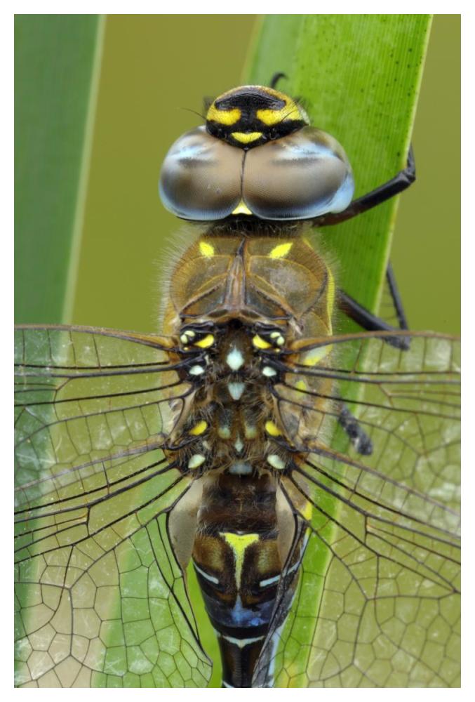 Migrant Hawker Dragonfly, Belgium-Paper Art-34"x50"
