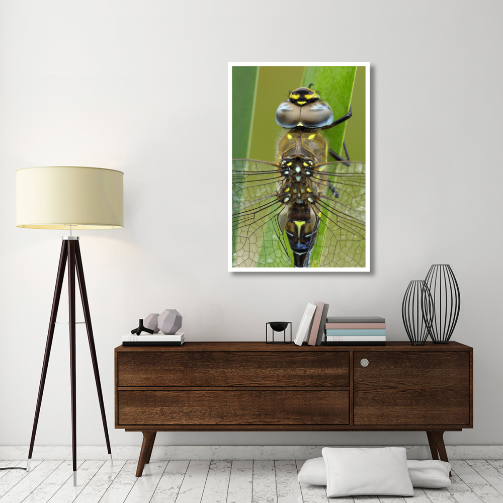 Migrant Hawker Dragonfly, Belgium-Paper Art-34&quotx50"