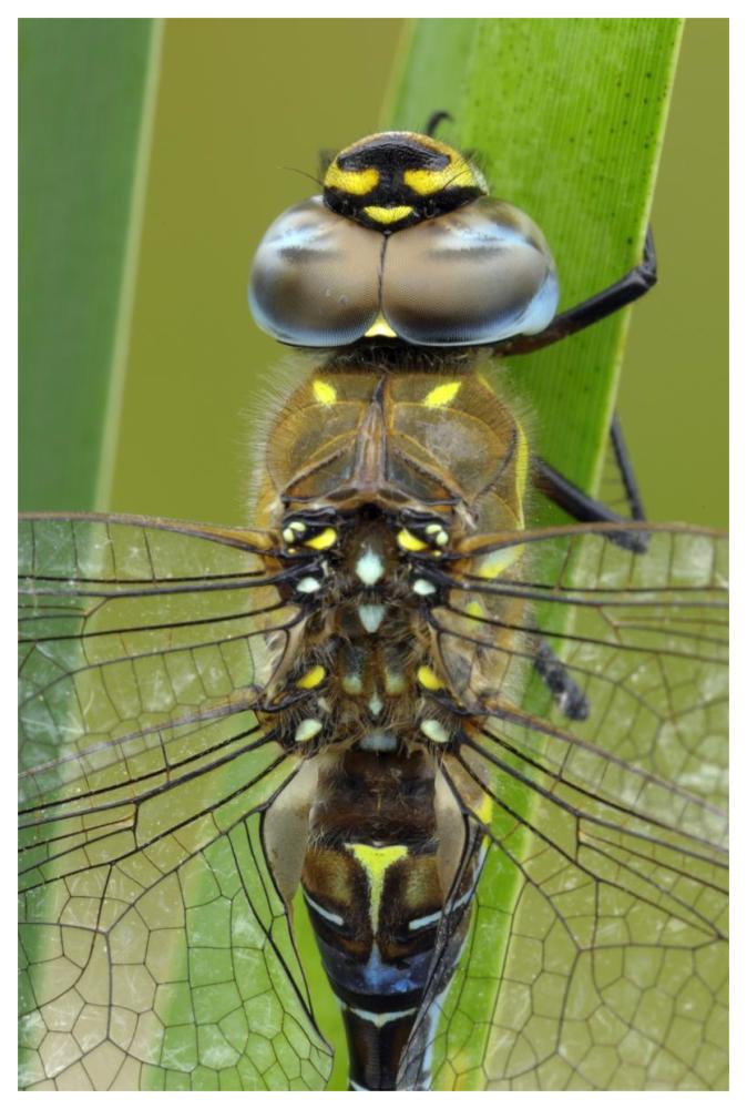 Migrant Hawker Dragonfly, Belgium-Paper Art-42"x62"