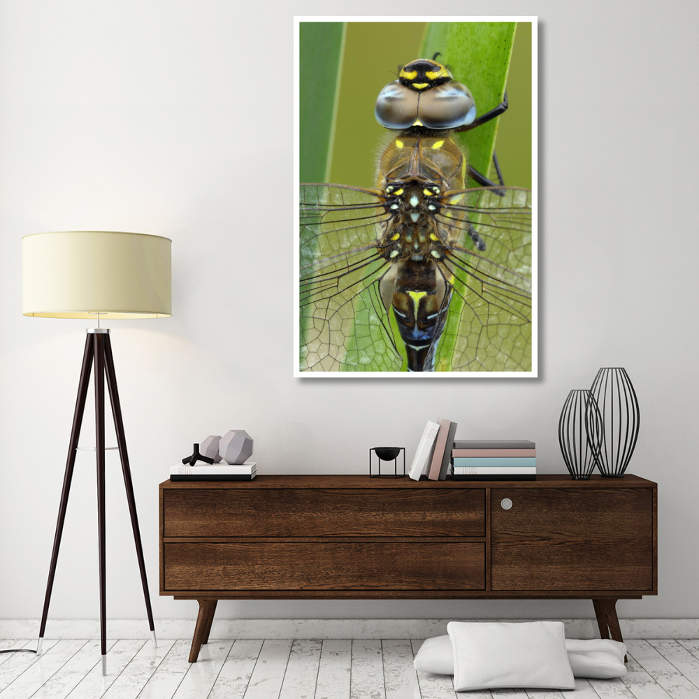 Migrant Hawker Dragonfly, Belgium-Paper Art-42&quotx62"