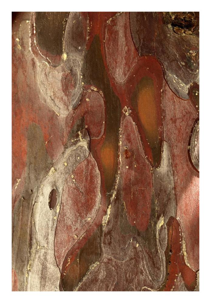 Monterey Cypress, bark detail, France-Paper Art-18"x26"