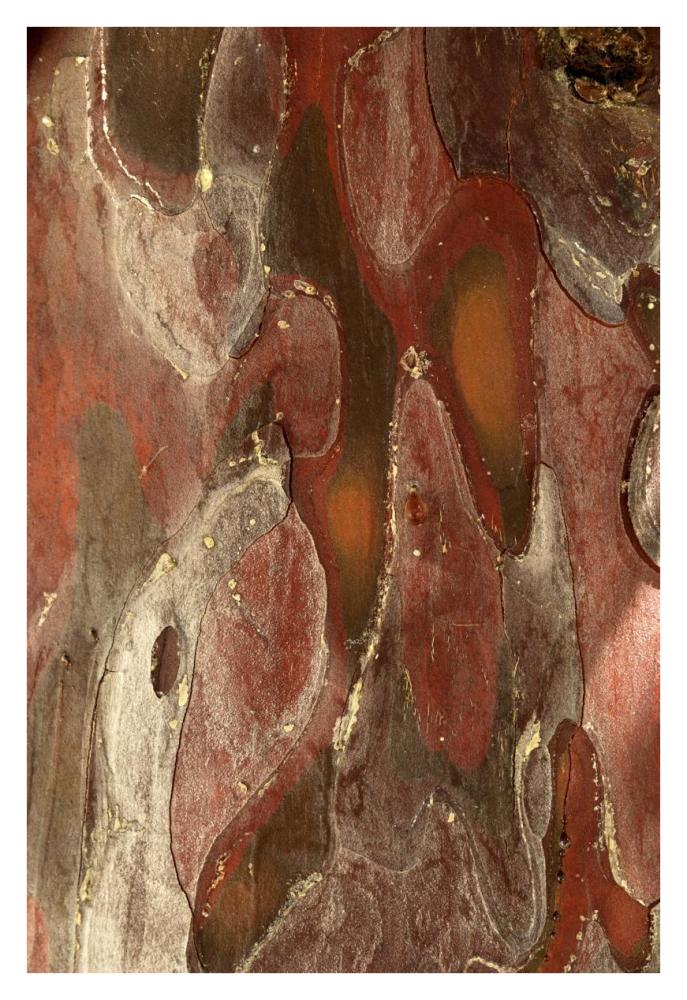 Monterey Cypress, bark detail, France-Paper Art-26"x38"