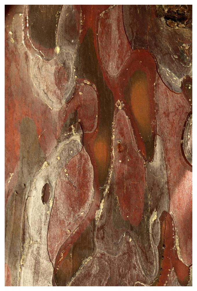 Monterey Cypress, bark detail, France-Paper Art-42"x62"