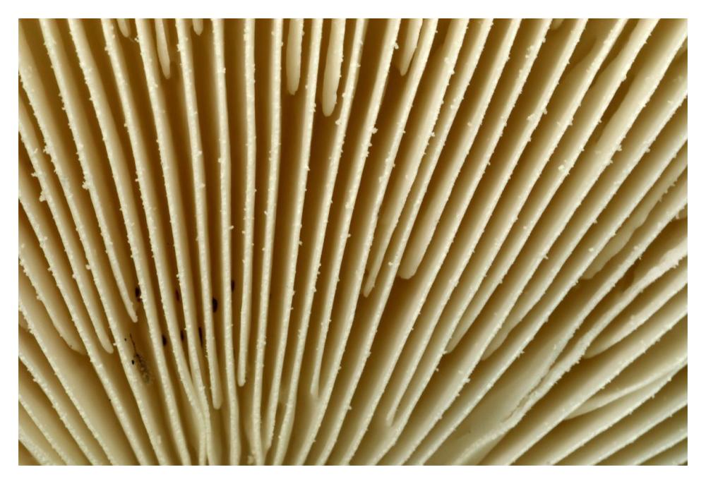 Citron Amanita mushroom detail, Belgium-Paper Art-20"x14"
