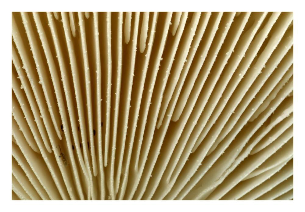 Citron Amanita mushroom detail, Belgium-Paper Art-26"x18"
