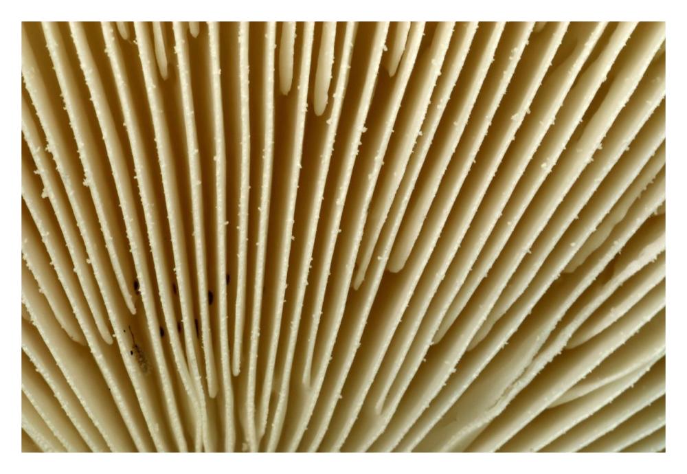 Citron Amanita mushroom detail, Belgium-Paper Art-32"x22"