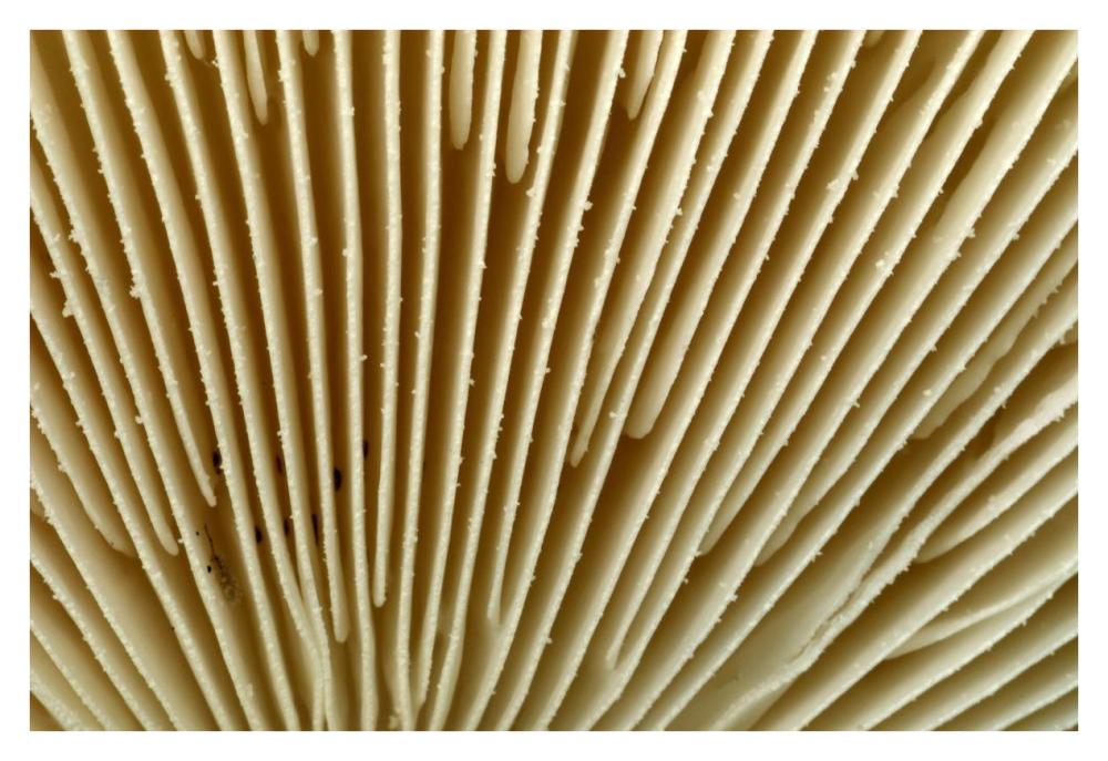 Citron Amanita mushroom detail, Belgium-Paper Art-38"x26"