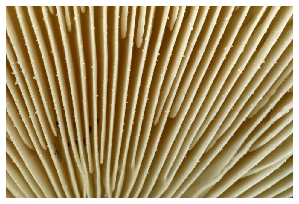 Citron Amanita mushroom detail, Belgium-Paper Art-50"x34"