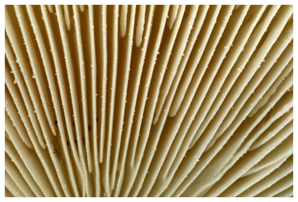 Citron Amanita mushroom detail, Belgium-Paper Art-62"x42"