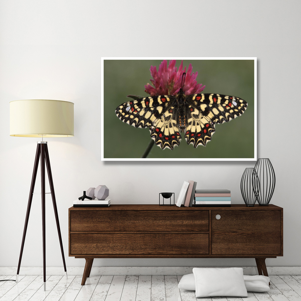 Spanish Festoon butterfly on flowering clover, Europe-Paper Art-62&quotx42"