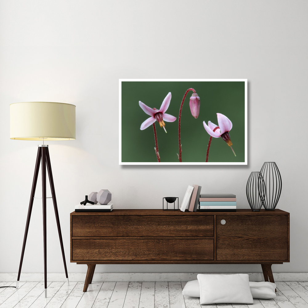 Cranberry detail of flowers, edible wetland plant, North America and Europe-Paper Art-50&quotx34"