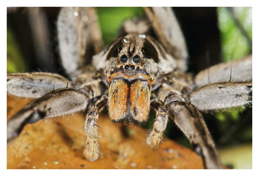 Wolf Spider, Mindo, western slope of Andes, Ecuador-Paper Art-20"x14"