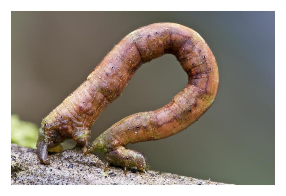 Looper Moth caterpillar crawling, Mindo, western slope of Andes, Ecuador-Paper Art-26"x18"