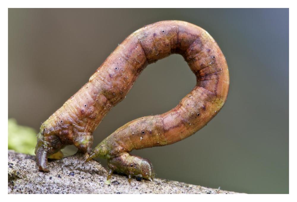 Looper Moth caterpillar crawling, Mindo, western slope of Andes, Ecuador-Paper Art-38"x26"