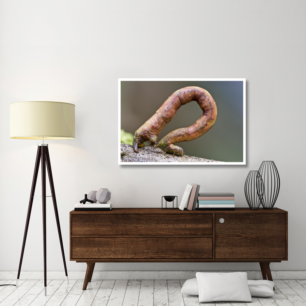 Looper Moth caterpillar crawling, Mindo, western slope of Andes, Ecuador-Paper Art-50&quotx34"
