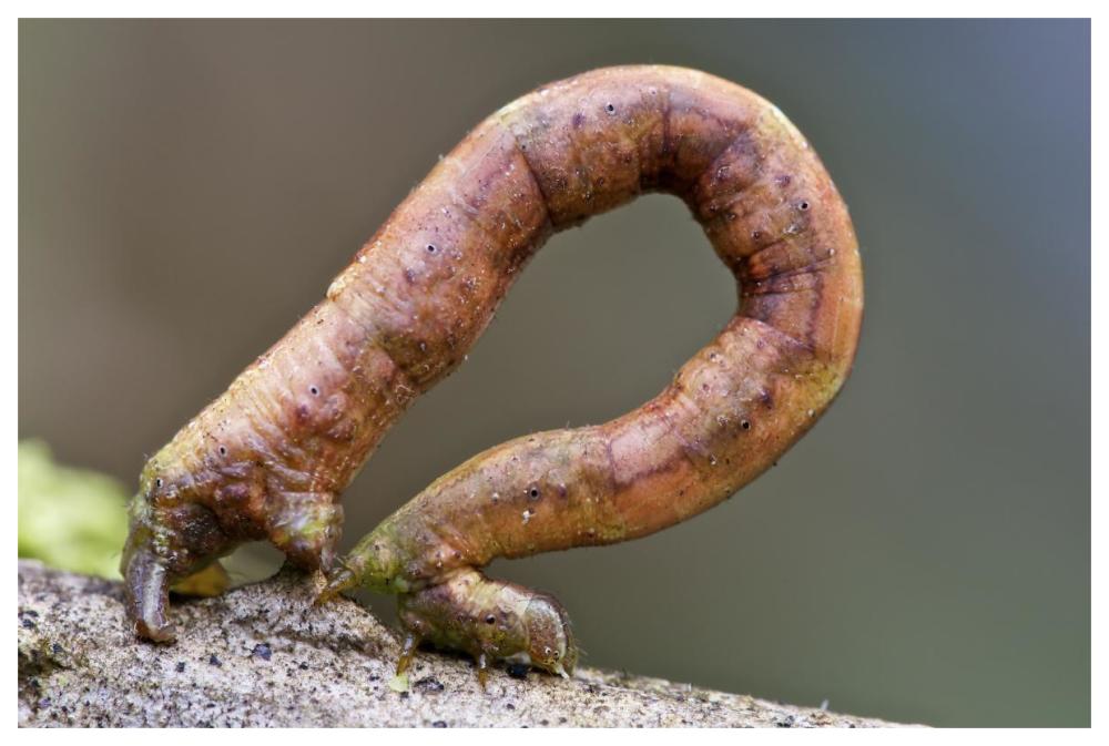 Looper Moth caterpillar crawling, Mindo, western slope of Andes, Ecuador-Paper Art-62"x42"
