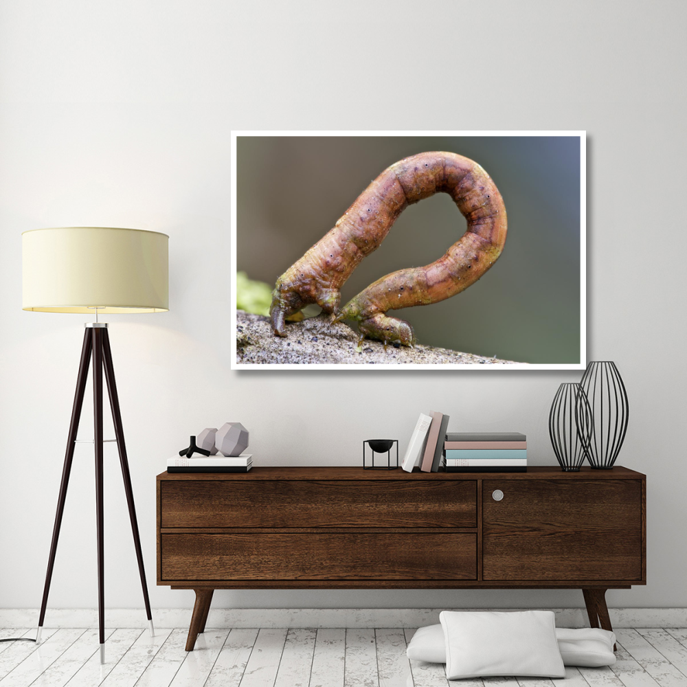 Looper Moth caterpillar crawling, Mindo, western slope of Andes, Ecuador-Paper Art-62&quotx42"