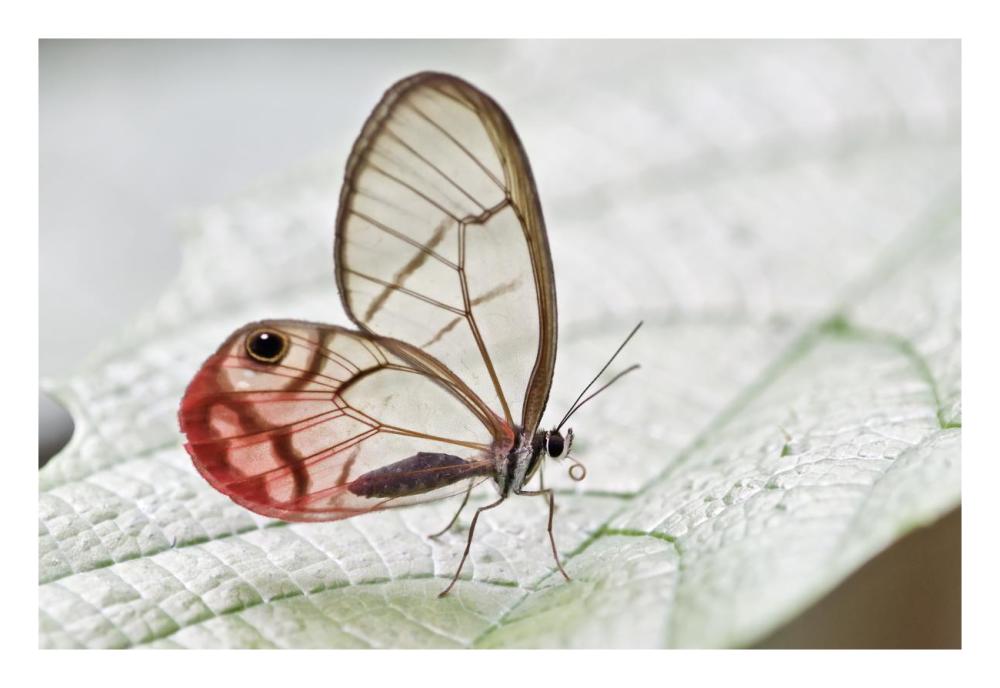 Pink-tipped Clearwing Satyr butterfly, Mindo, western slope of Andes, Ecuador-Paper Art-26"x18"