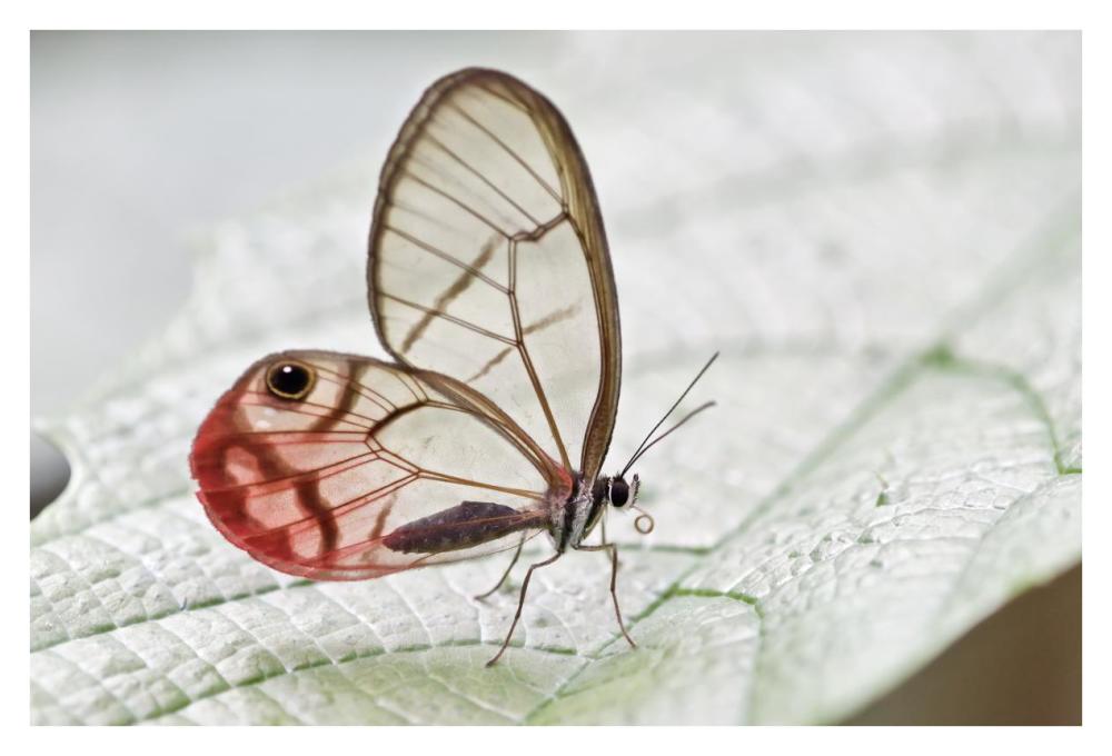 Pink-tipped Clearwing Satyr butterfly, Mindo, western slope of Andes, Ecuador-Paper Art-38"x26"