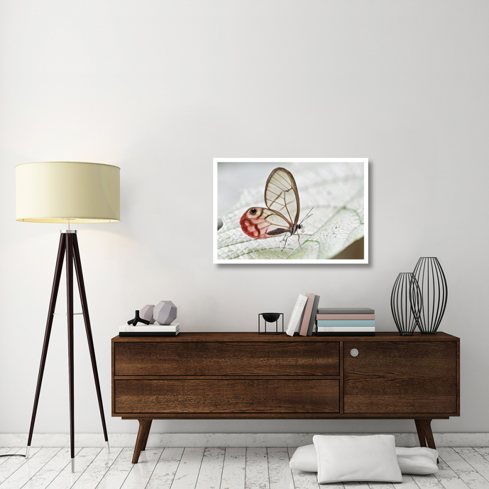 Pink-tipped Clearwing Satyr butterfly, Mindo, western slope of Andes, Ecuador-Paper Art-38&quotx26"
