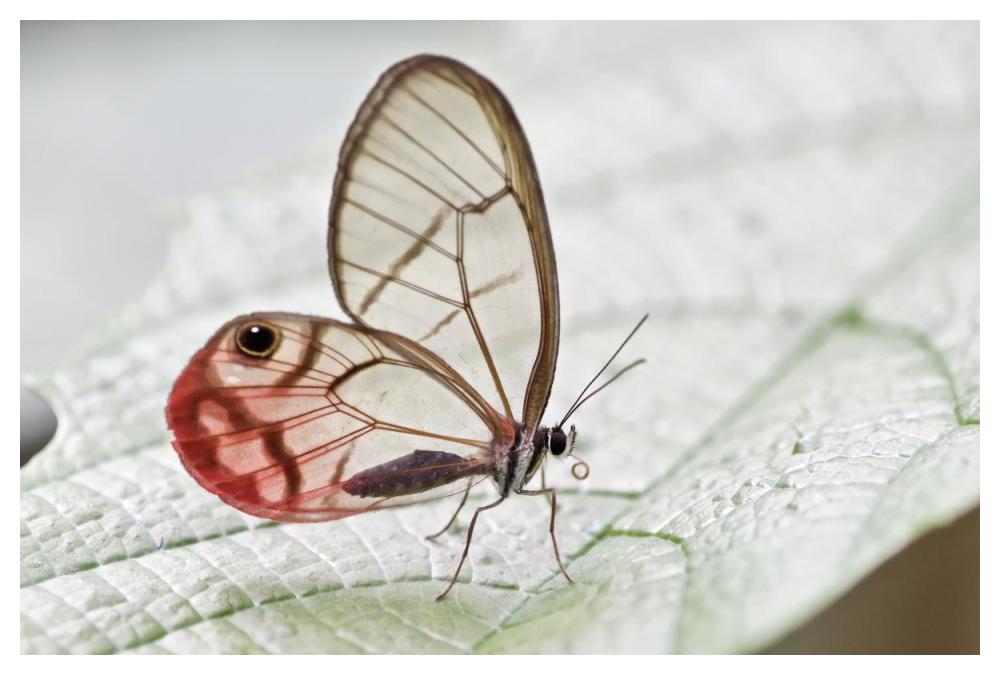 Pink-tipped Clearwing Satyr butterfly, Mindo, western slope of Andes, Ecuador-Paper Art-50"x34"