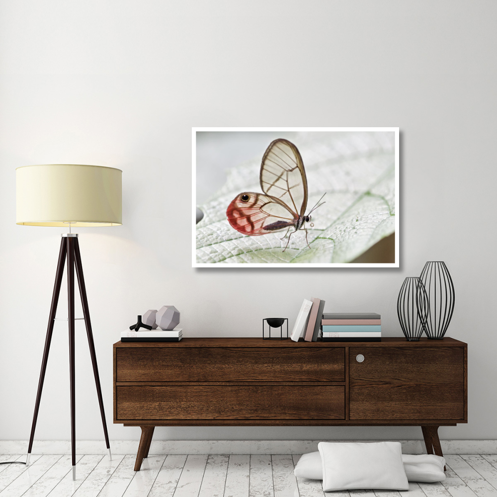 Pink-tipped Clearwing Satyr butterfly, Mindo, western slope of Andes, Ecuador-Paper Art-50&quotx34"