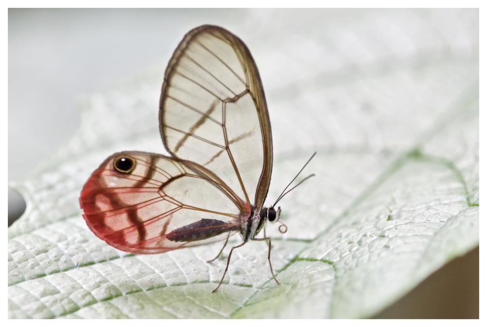 Pink-tipped Clearwing Satyr butterfly, Mindo, western slope of Andes, Ecuador-Paper Art-62"x42"