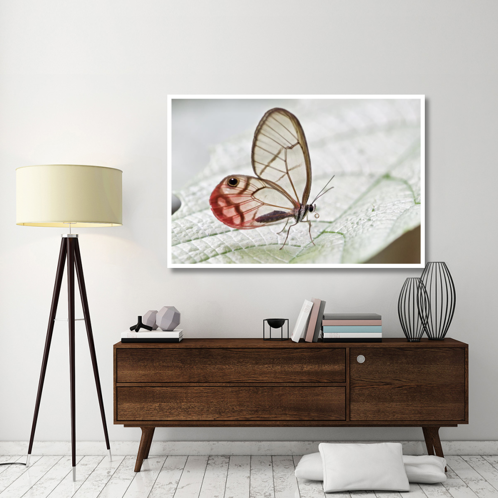 Pink-tipped Clearwing Satyr butterfly, Mindo, western slope of Andes, Ecuador-Paper Art-62&quotx42"