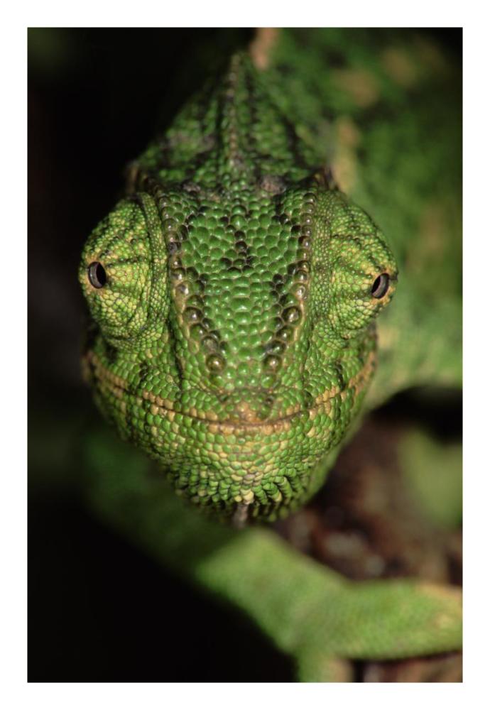 Mediterranean Chameleon close up, head on, Portugal-Paper Art-18"x26"