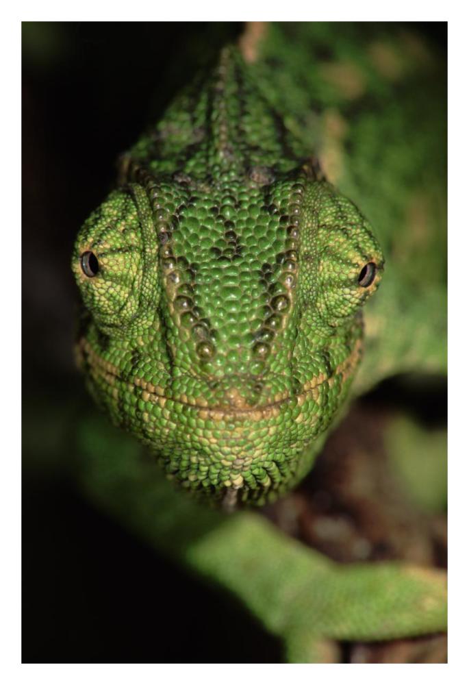 Mediterranean Chameleon close up, head on, Portugal-Paper Art-22"x32"