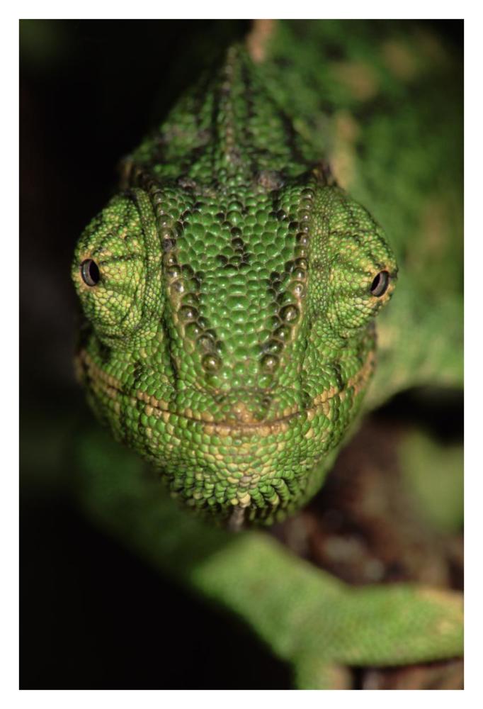 Mediterranean Chameleon close up, head on, Portugal-Paper Art-26"x38"