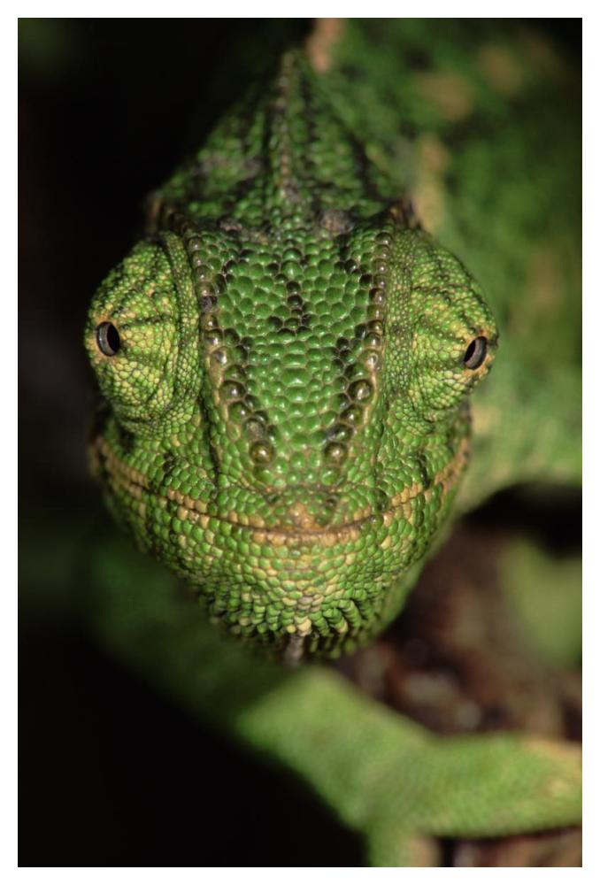 Mediterranean Chameleon close up, head on, Portugal-Paper Art-34"x50"