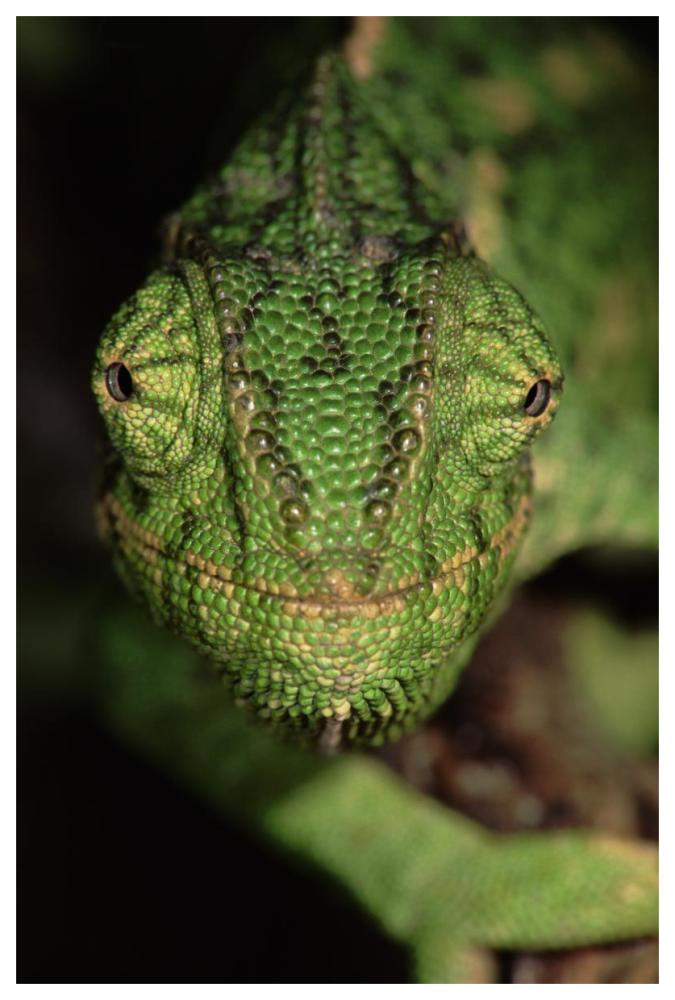 Mediterranean Chameleon close up, head on, Portugal-Paper Art-42"x62"