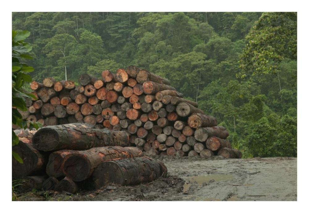 Logging of native rainforest, Ecuador-Paper Art-26"x18"