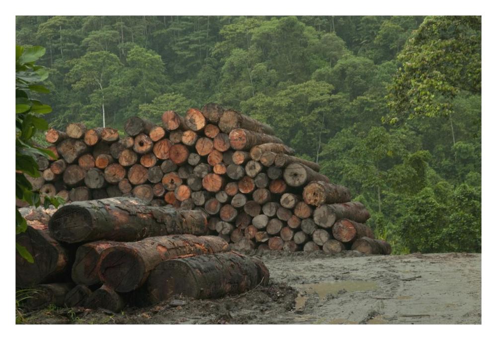 Logging of native rainforest, Ecuador-Paper Art-32"x22"