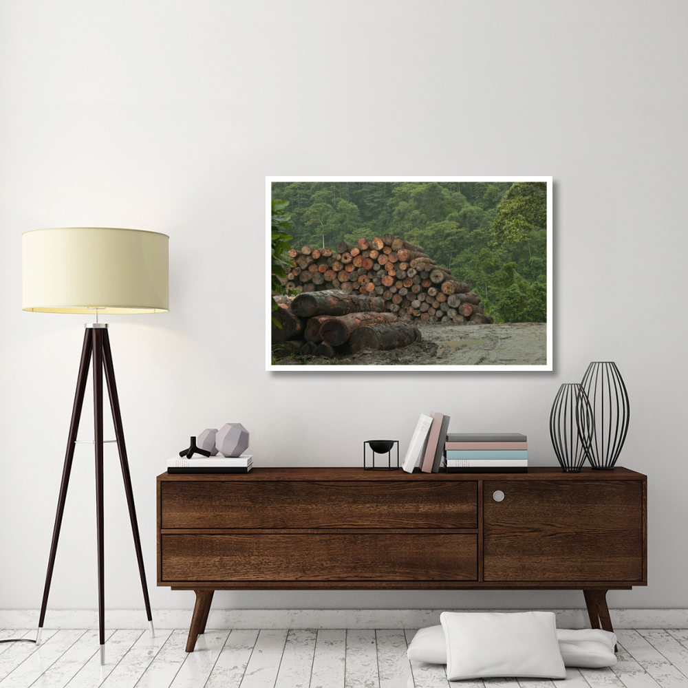 Logging of native rainforest, Ecuador-Paper Art-50&quotx34"