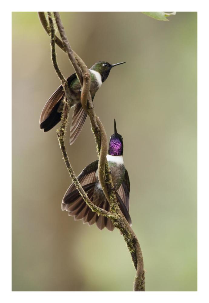 Amethyst-throated Sunangel males diplaying, Ecuador-Paper Art-18"x26"