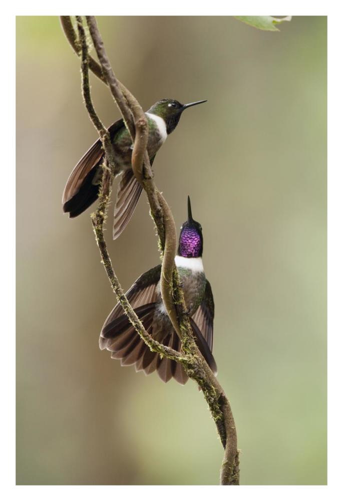 Amethyst-throated Sunangel males diplaying, Ecuador-Paper Art-22"x32"