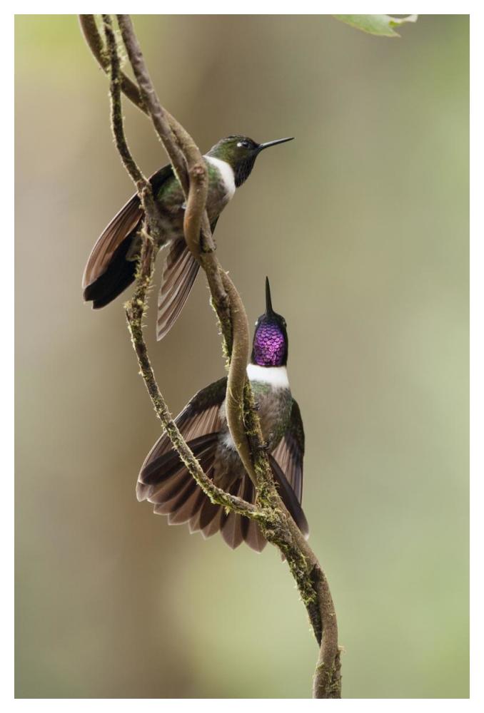 Amethyst-throated Sunangel males diplaying, Ecuador-Paper Art-34"x50"