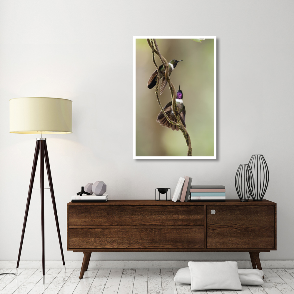 Amethyst-throated Sunangel males diplaying, Ecuador-Paper Art-34&quotx50"