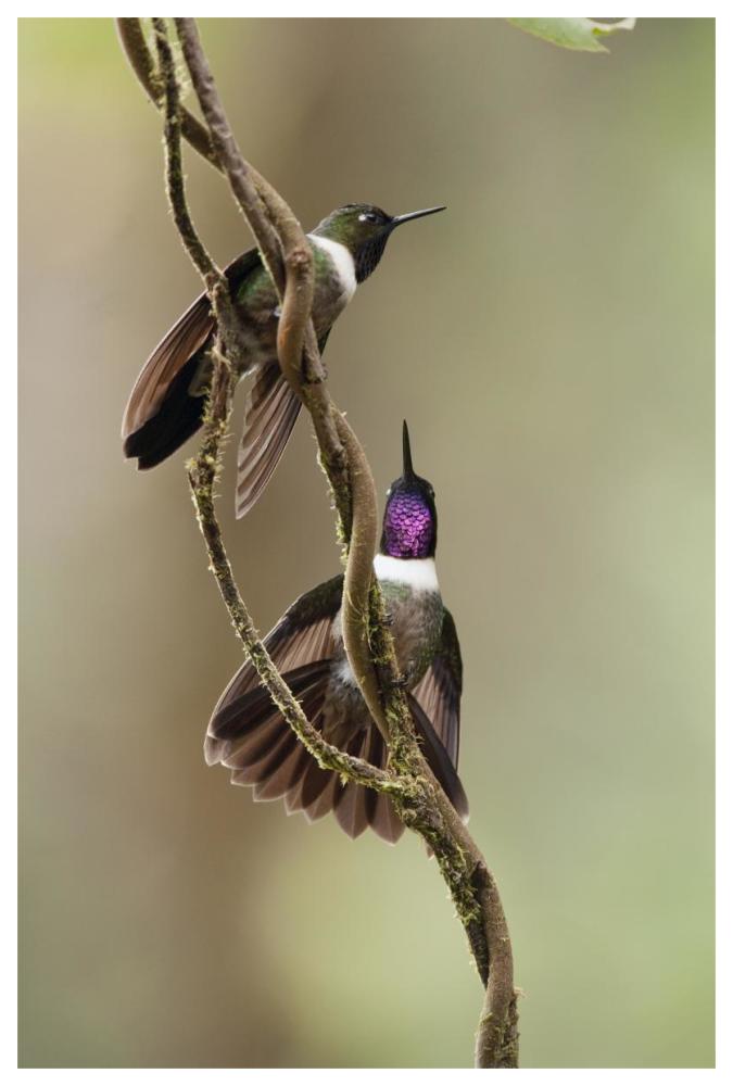 Amethyst-throated Sunangel males diplaying, Ecuador-Paper Art-42"x62"