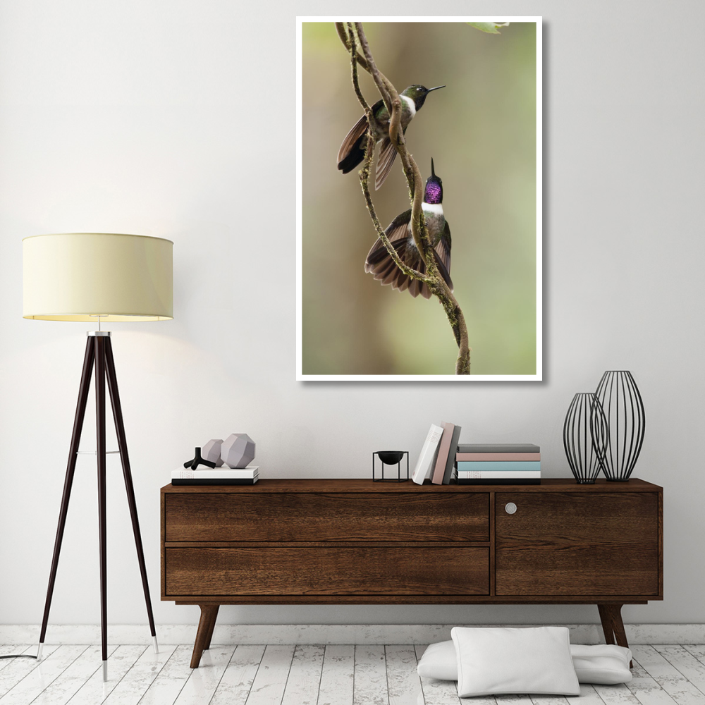 Amethyst-throated Sunangel males diplaying, Ecuador-Paper Art-42&quotx62"