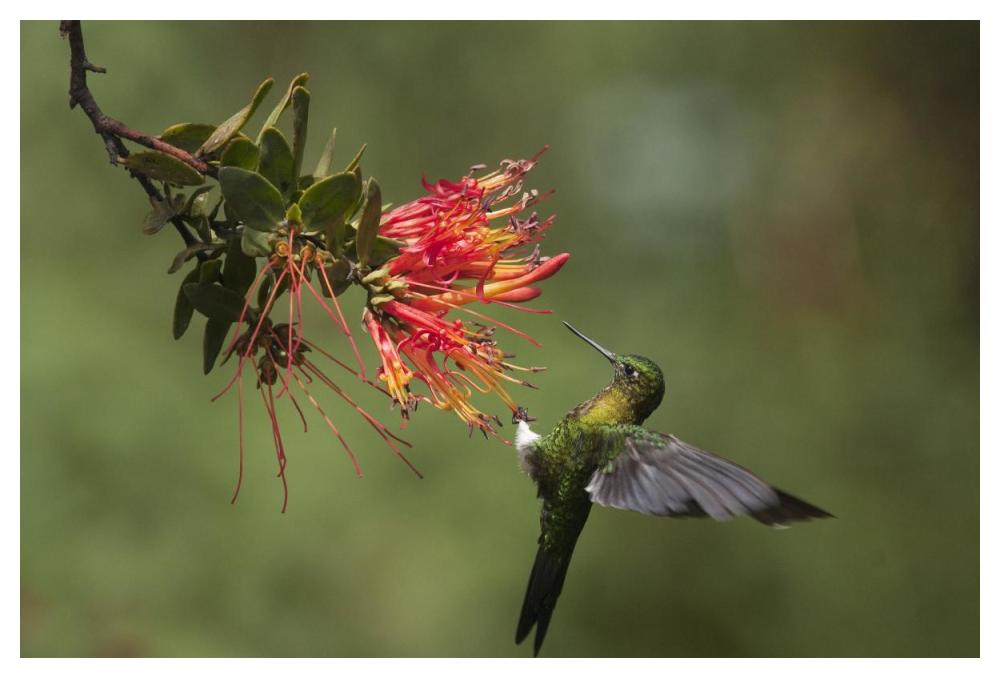 Golden-breasted Puffleg hummingbird feeding on flower nectar, Ecuador-Paper Art-50"x34"