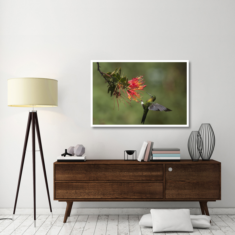 Golden-breasted Puffleg hummingbird feeding on flower nectar, Ecuador-Paper Art-50&quotx34"