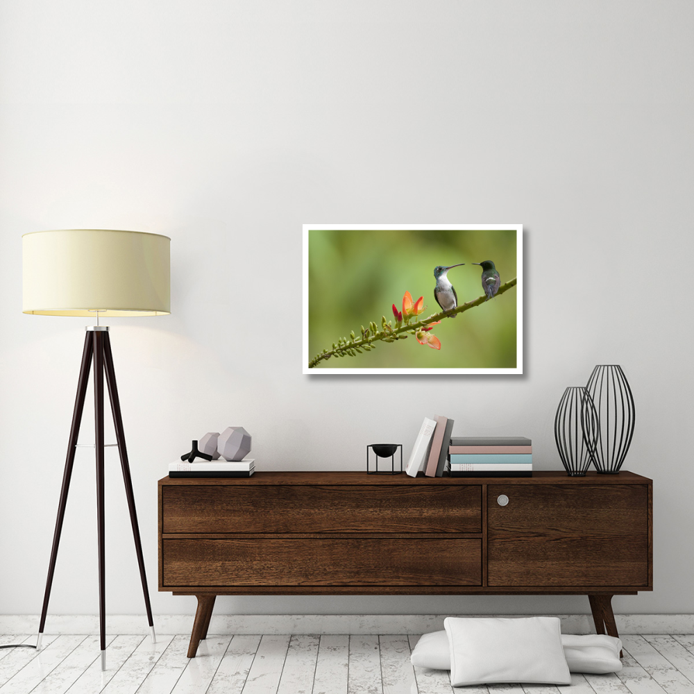 Andean Emerald with Green Thorntail female in lowland rainforest, Ecuador-Paper Art-38&quotx26"